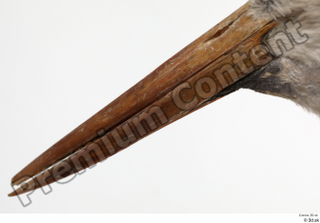 Black stork beak head 0006.jpg